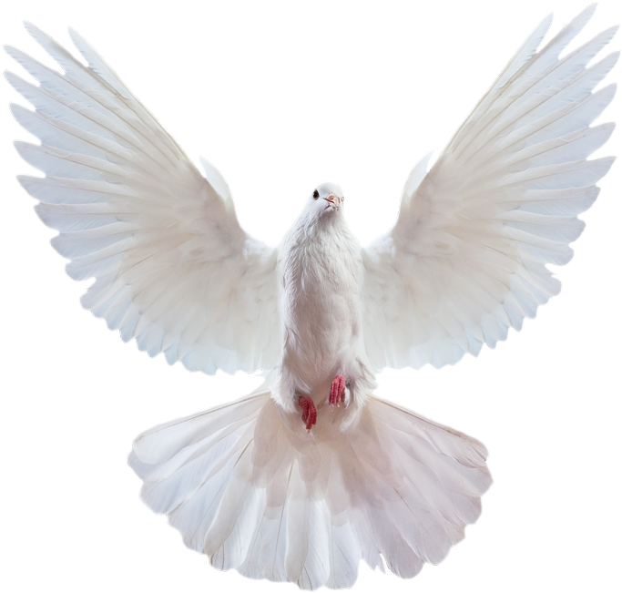 White Pigeon Free PNG