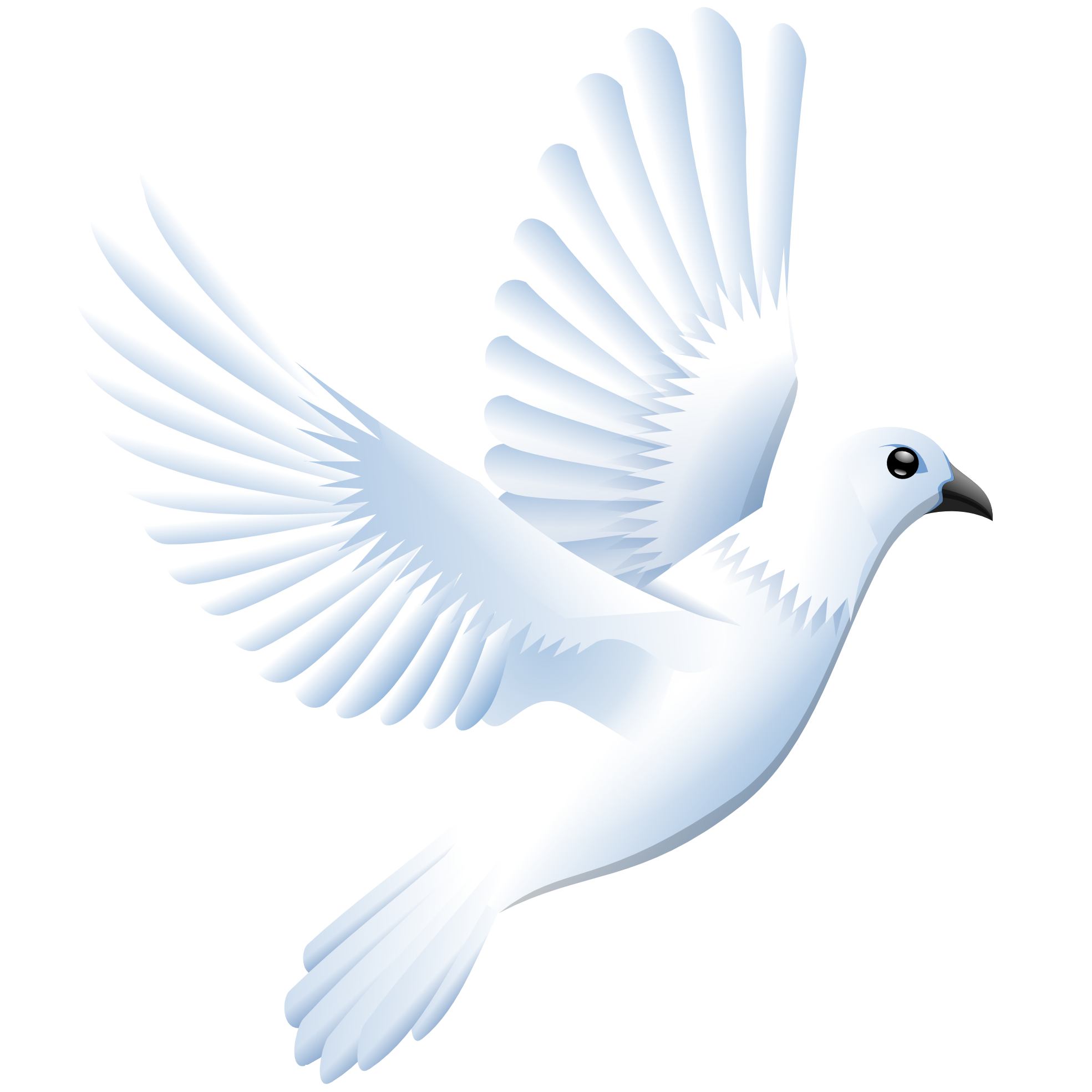 White Pigeon PNG Background Clip Art