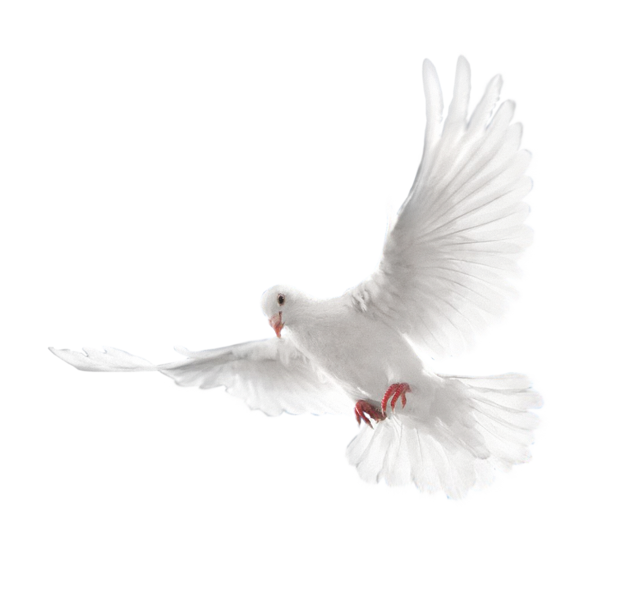 White Pigeon PNG Background