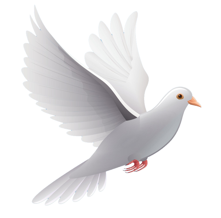 White Pigeon PNG Clip Art HD Quality