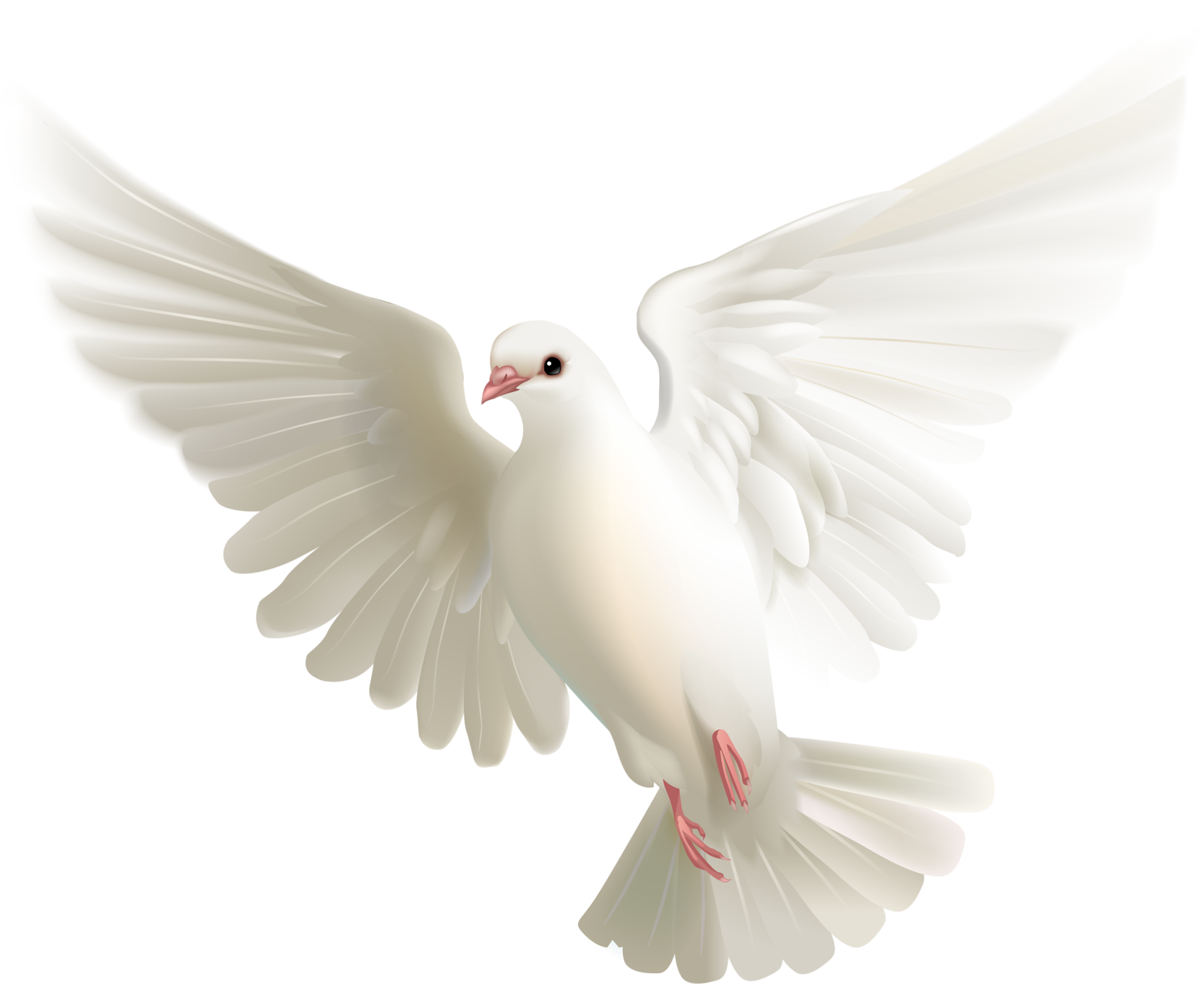 White Pigeon PNG Clipart Background