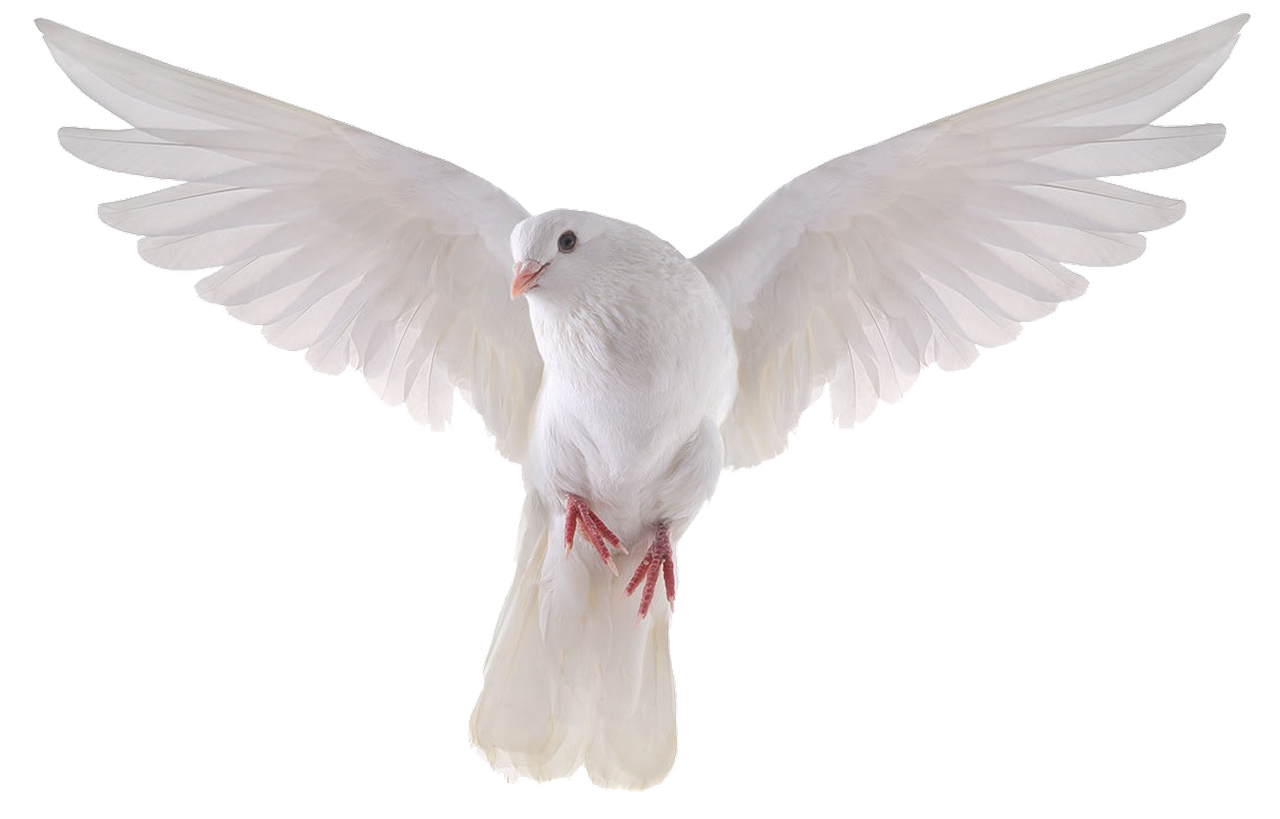 White Pigeon PNG Free File Download