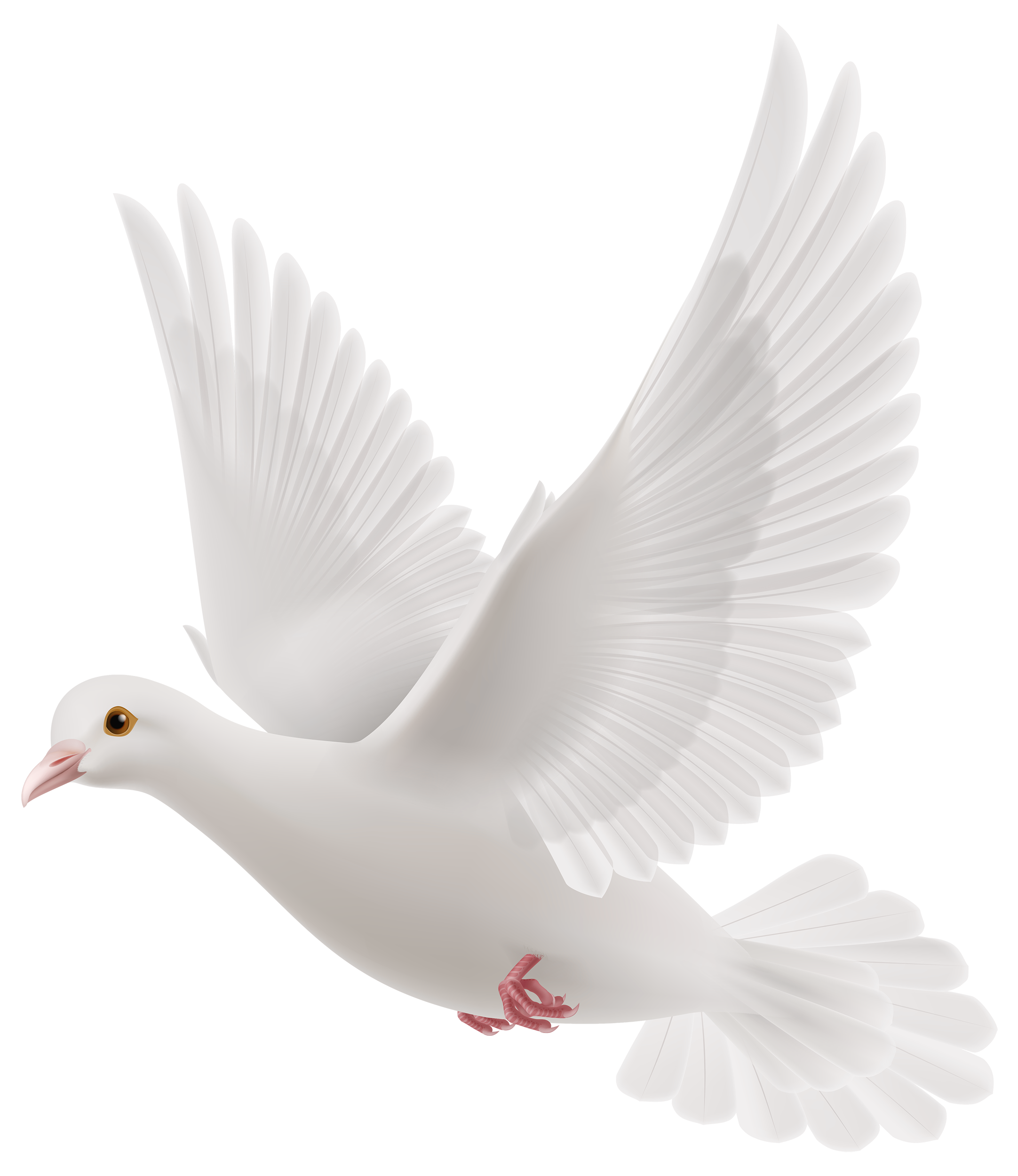 White Pigeon PNG HD Free File Download