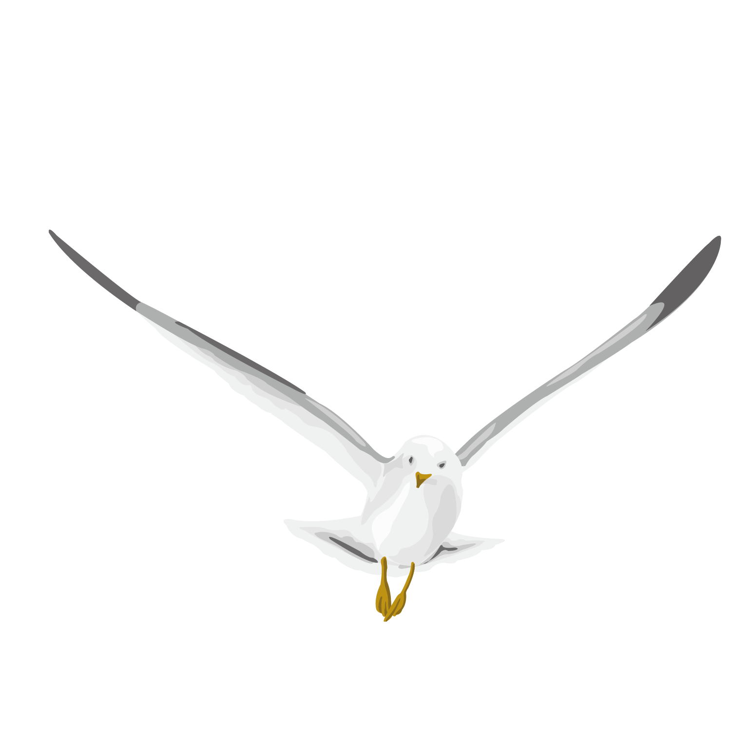 White Pigeon PNG HD Images