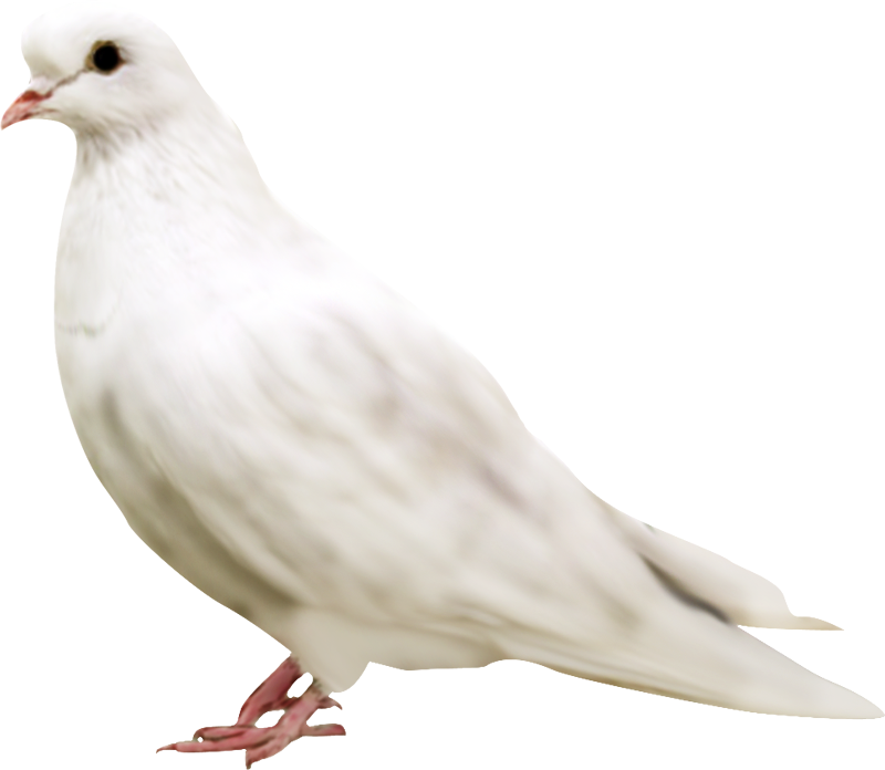 White Pigeon PNG HD Photos