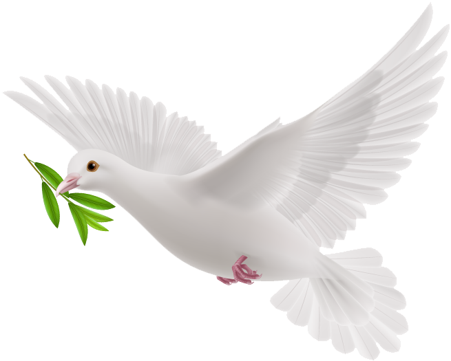 White Pigeon PNG Images HD