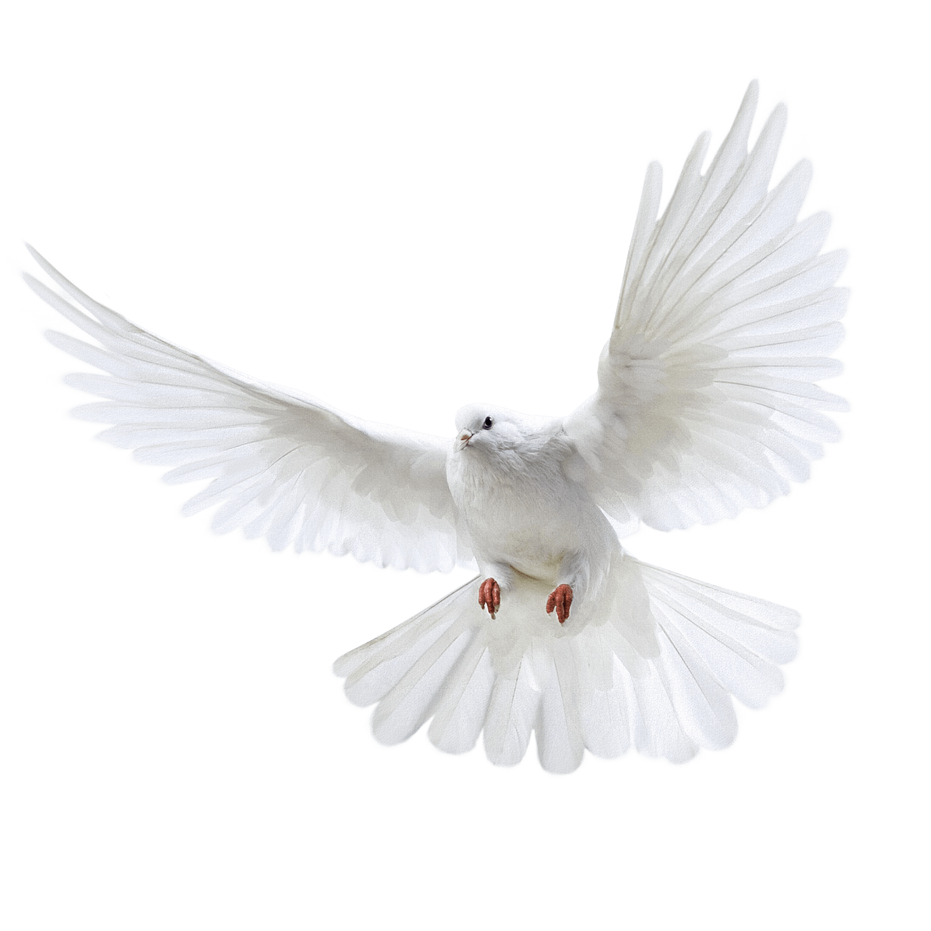 White Pigeon PNG Photo Image