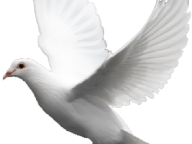 White Pigeon PNG Photos