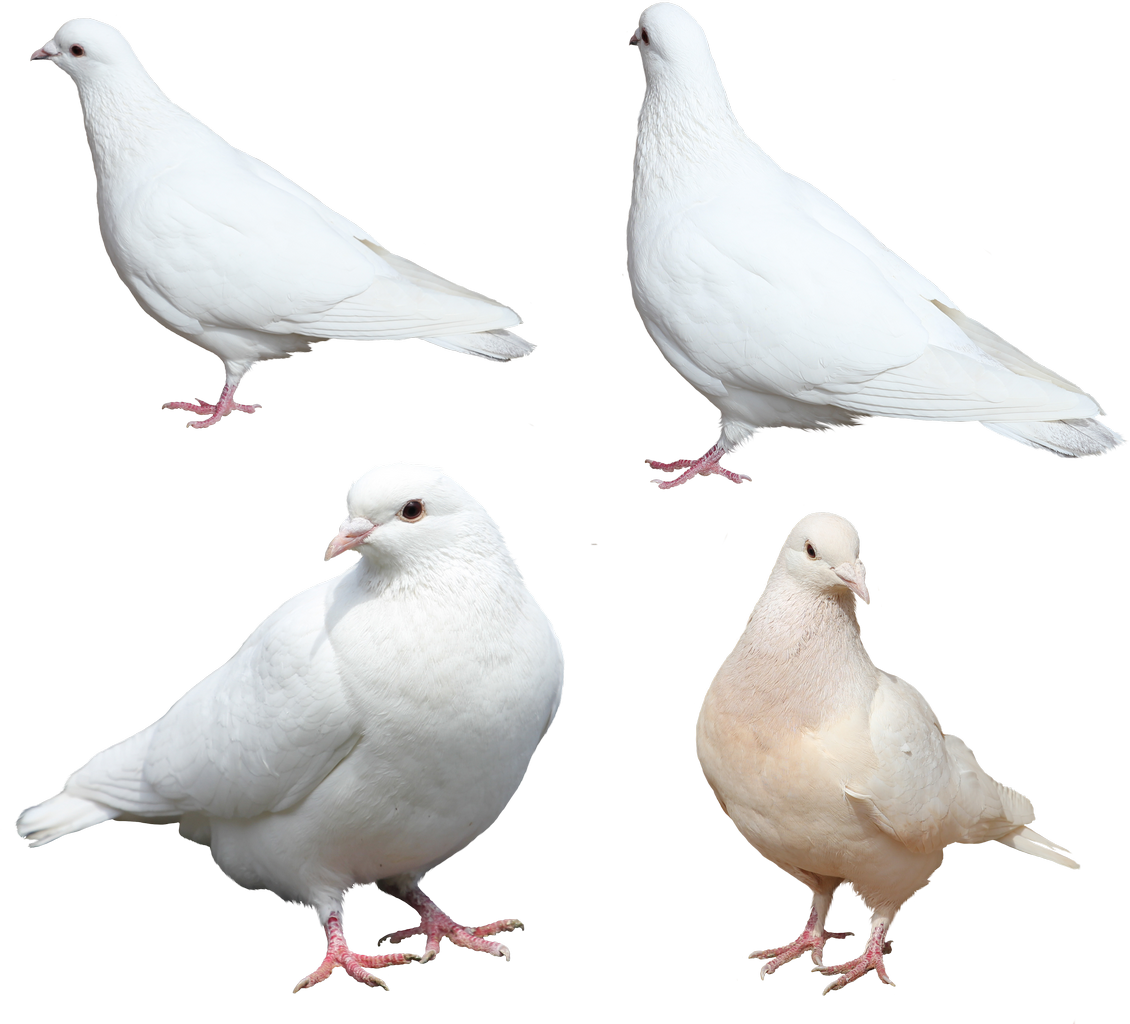 White Pigeon PNG Pic Background