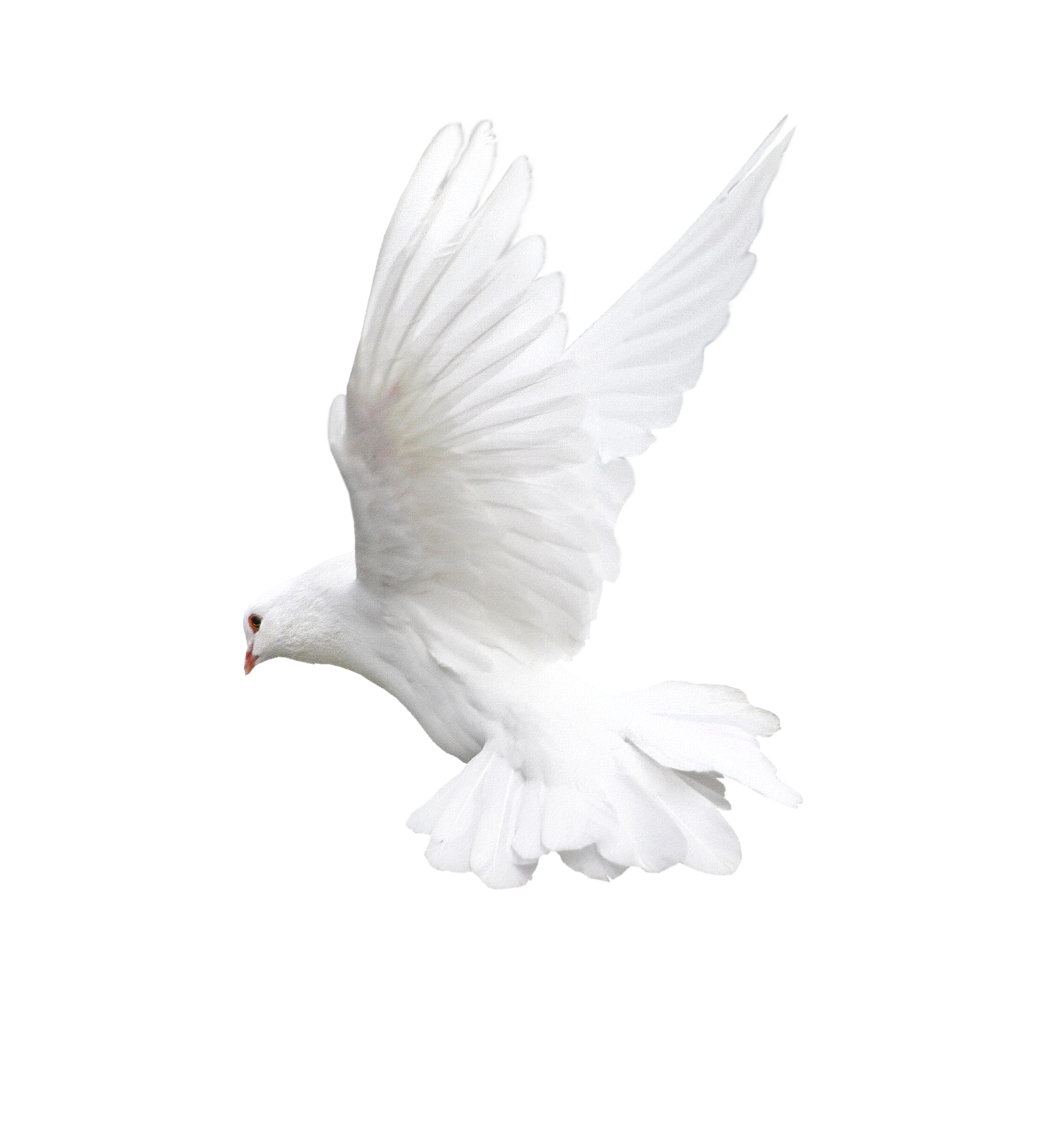 White Pigeon Transparent Free PNG