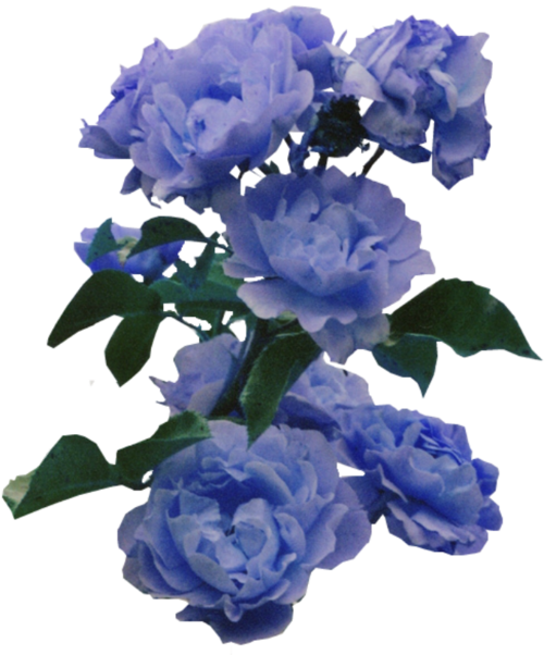 Aesthetic Blue PNG Photo Image
