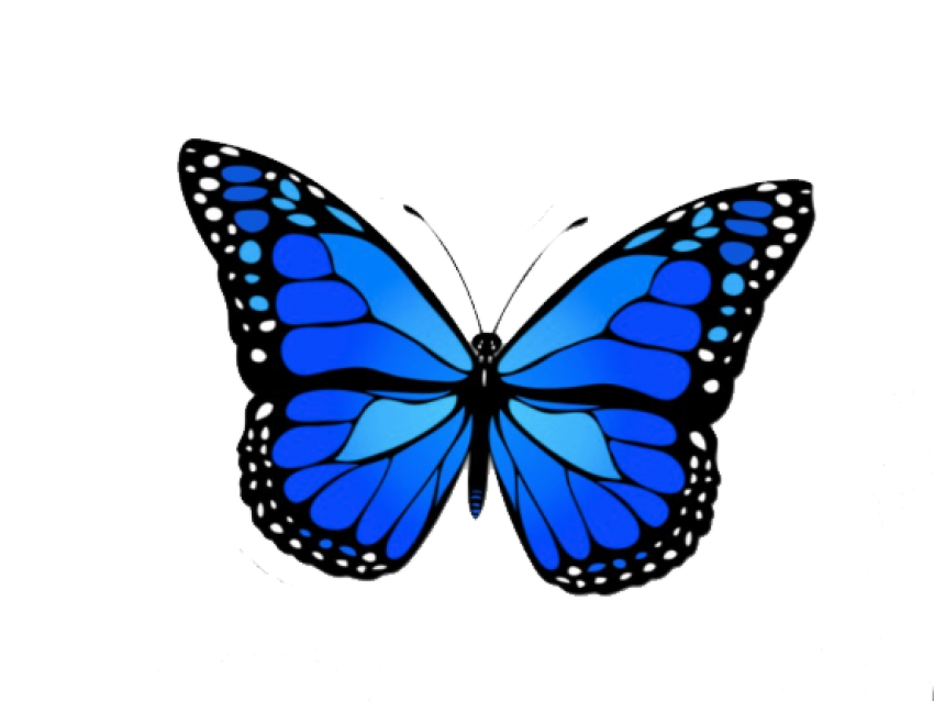 Aesthetic Butterfly Transparent Images