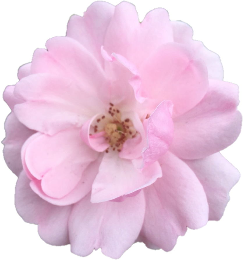 Aesthetic Flower PNG Photo Image