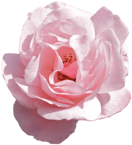 Aesthetic Flower Transparent Images