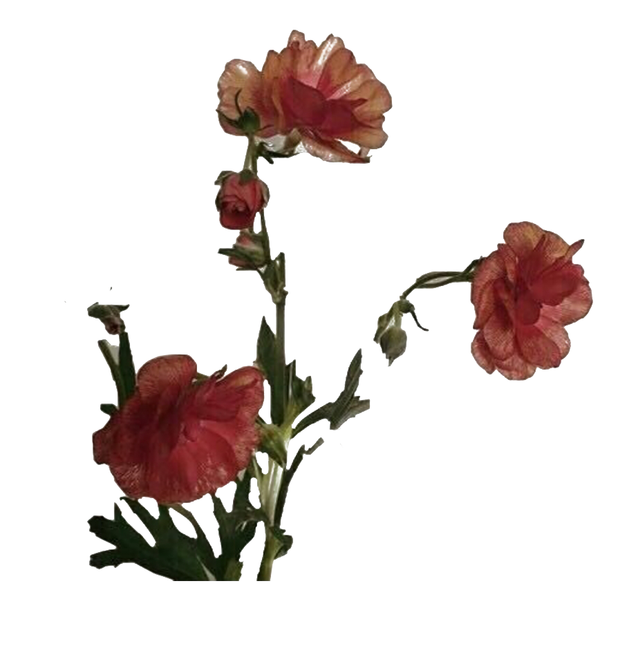 Aesthetic Rose PNG Background