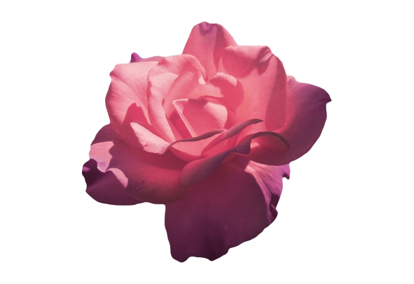 Aesthetic Rose PNG Photo Image