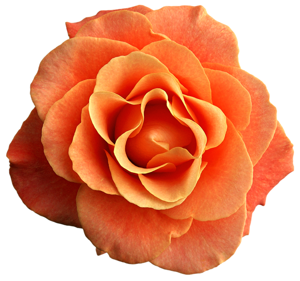 Aesthetic Rose PNG Photos