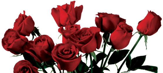Aesthetic Rose Transparent Free PNG