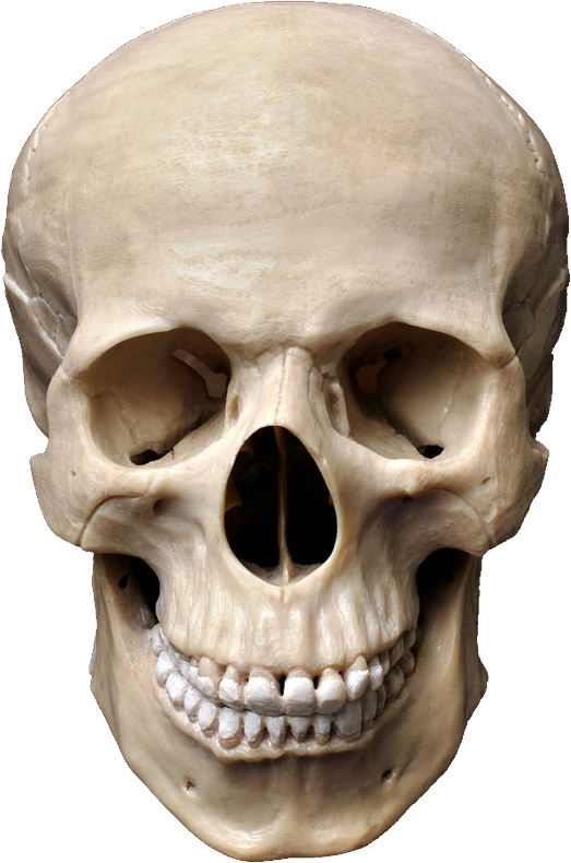 Aesthetic Skull PNG Clipart Background