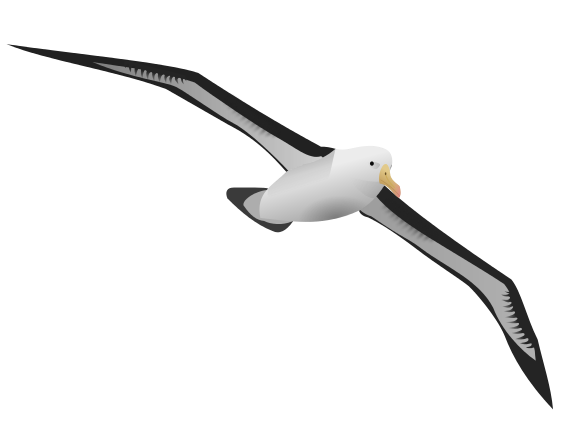 Albatrosses Background Image PNG