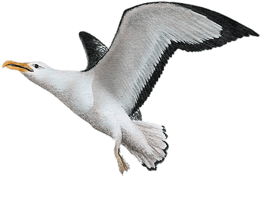 Albatrosses Free PNG