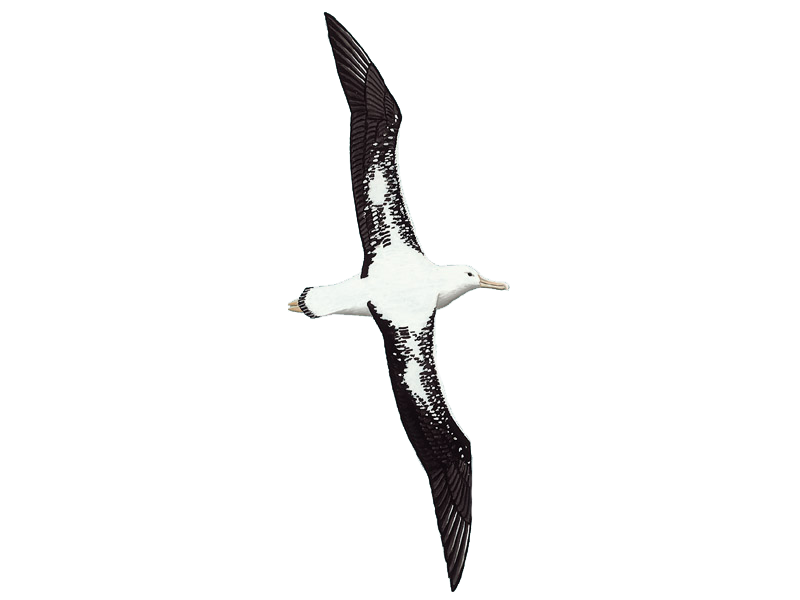 Albatrosses Clipart Background PNG