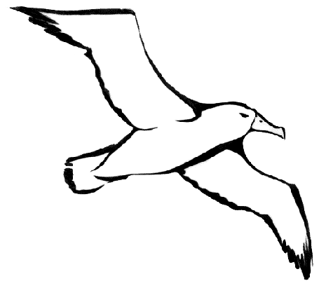Albatrosses HD Quality PNG