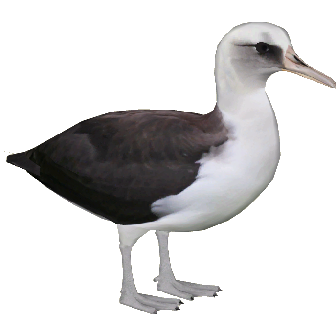 Albatrosses Photo Image PNG