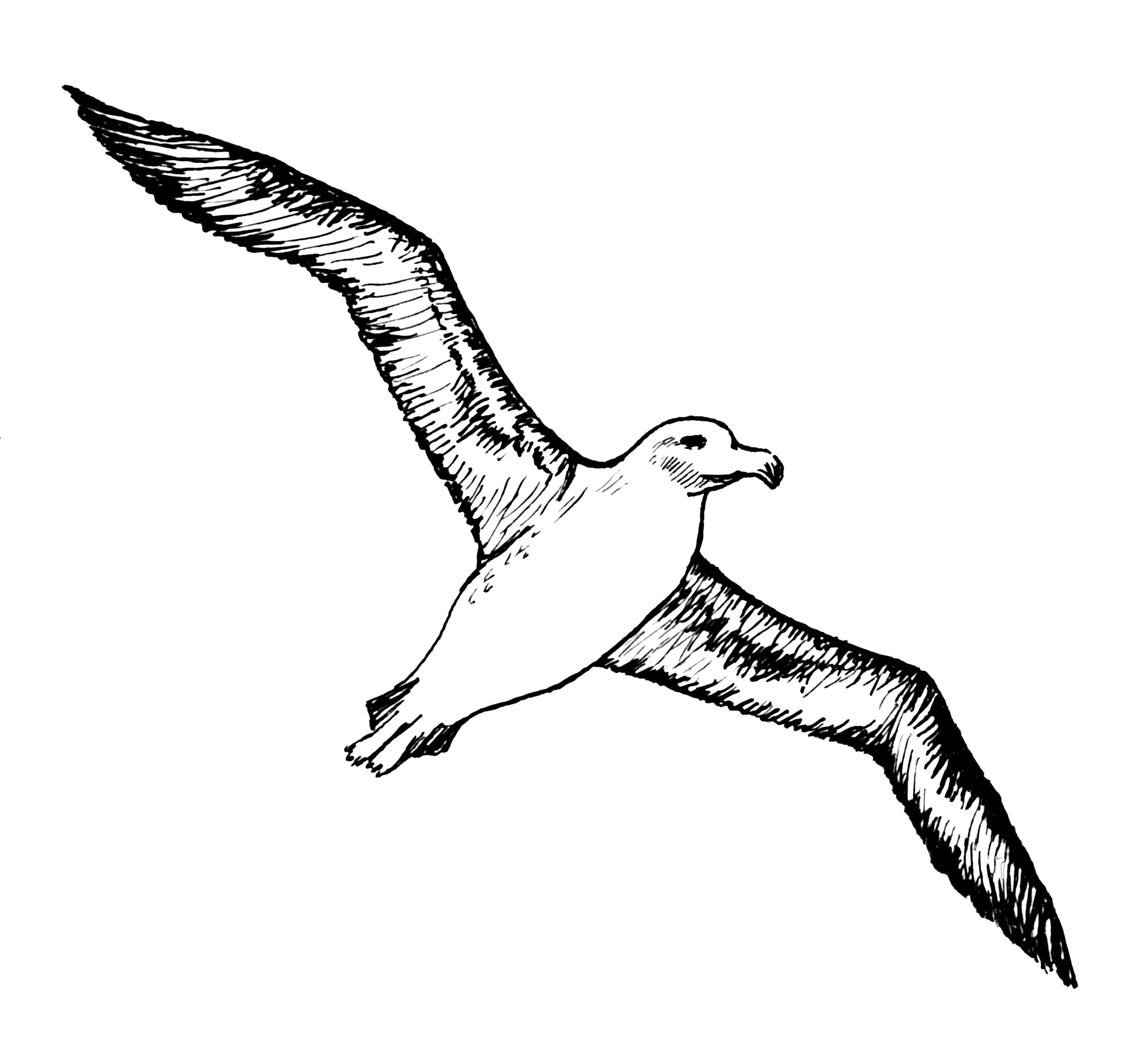 Albatrosses Transparent File PNG