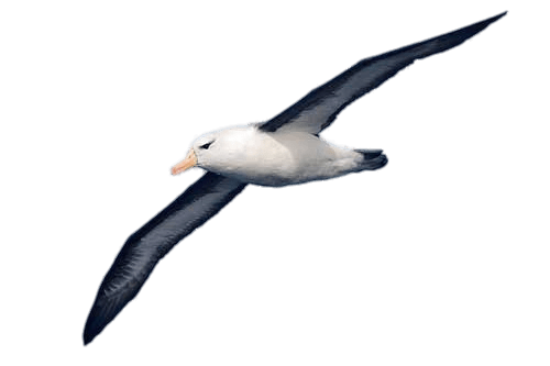 Albatrosses Transparent Image PNG
