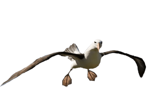 Albatrosses Transparent Images PNG