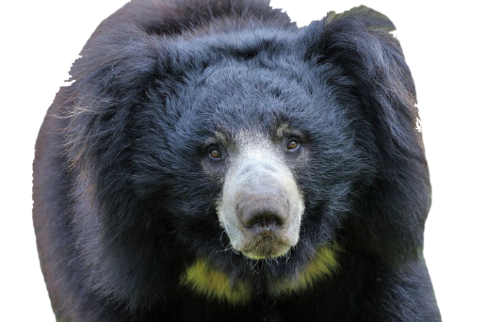 American Black Bear Background PNG Image