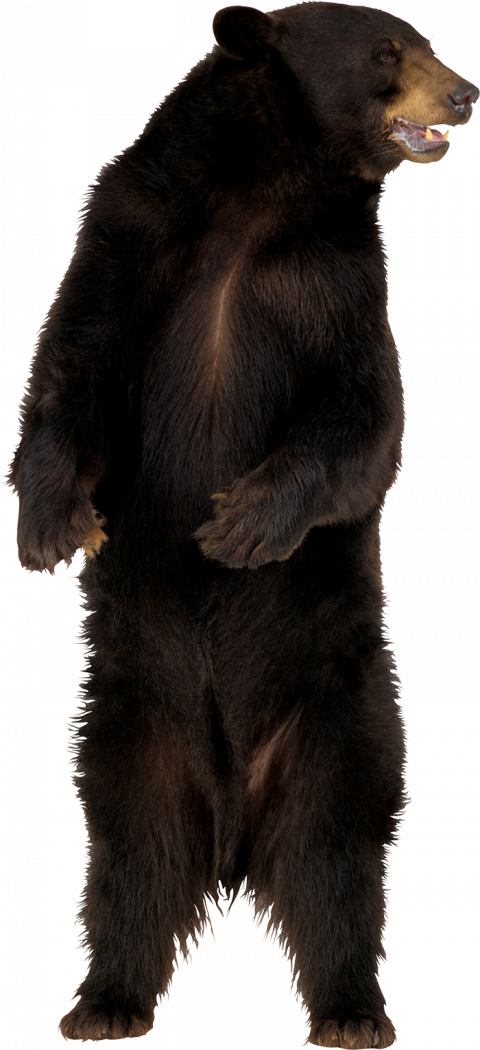 American Black Bear PNG Clipart Background