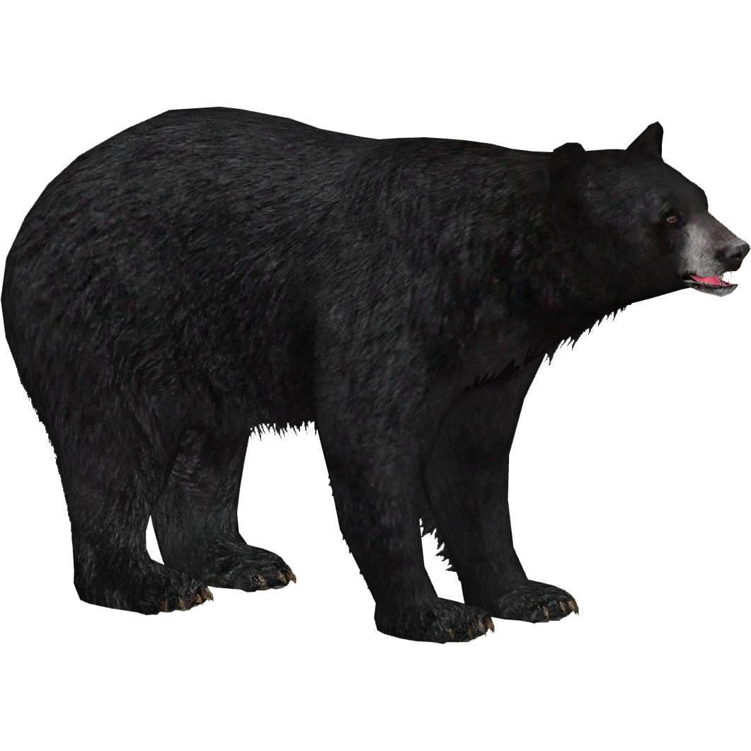 American Black Bear Transparent Images