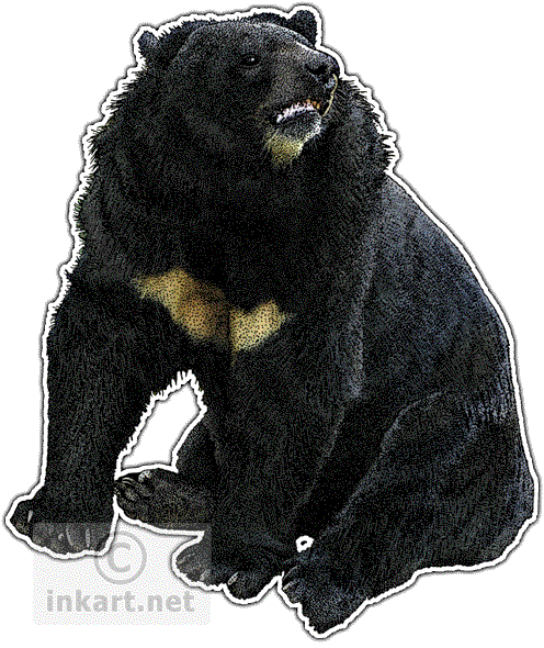 Asian Black Bear Background PNG Image