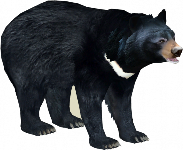 Asian Black Bear Download Free PNG