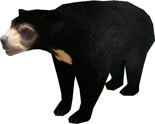 Asian Black Bear PNG Clipart Background
