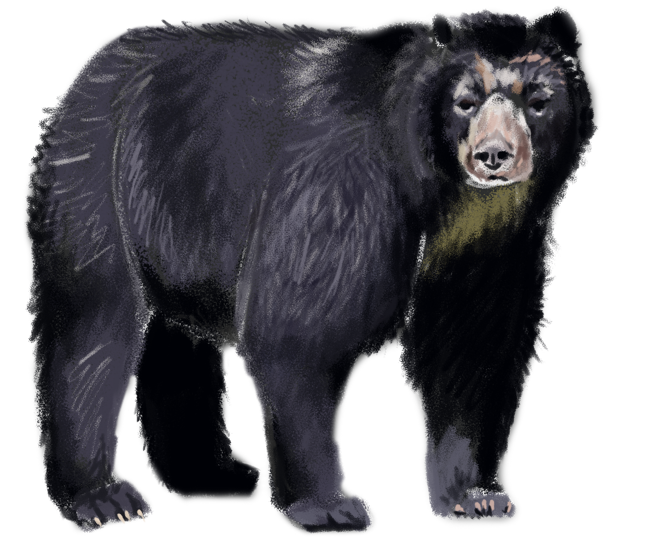 Asian Black Bear PNG HD Quality