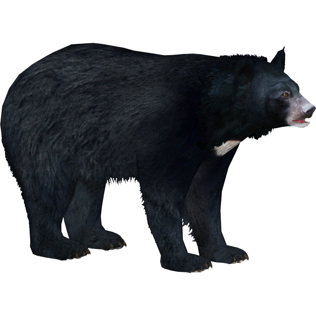 Asian Black Bear Transparent File