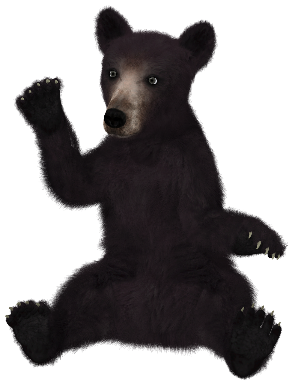 Asian Black Bear Transparent Image
