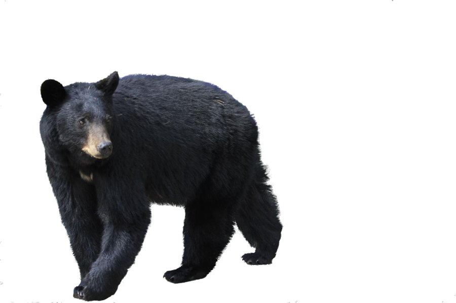Asian Black Bear Transparent Images