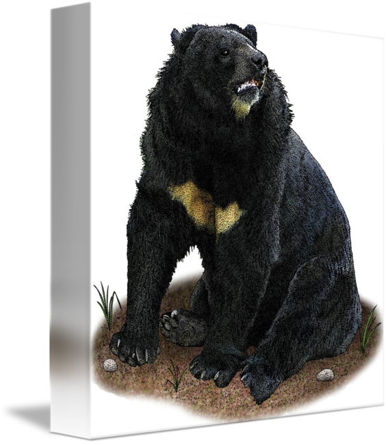 Asian Black Bear Transparent PNG