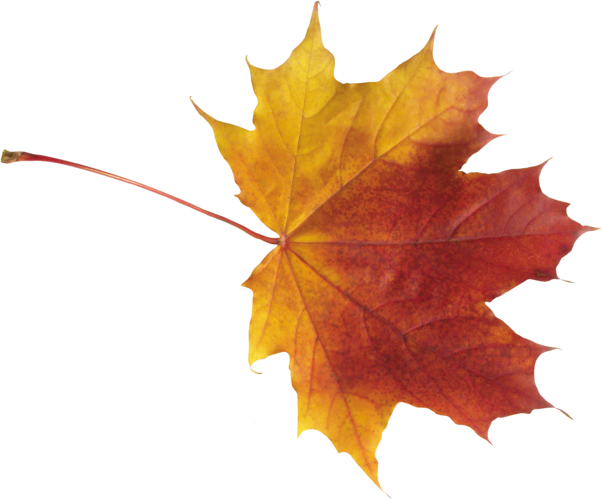 Autumn Background PNG Image