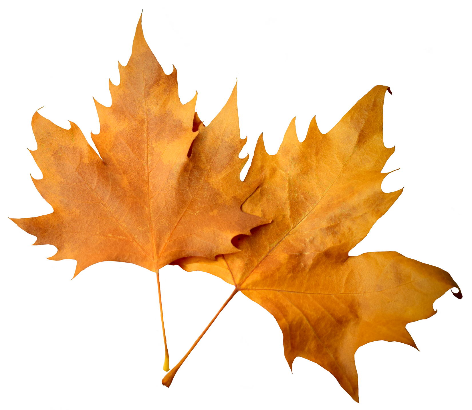 Autumn Background PNG