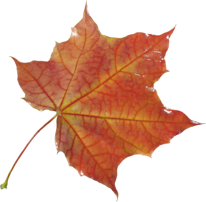 Autumn PNG Pic Background