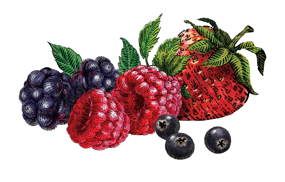 Berries PNG Images HD