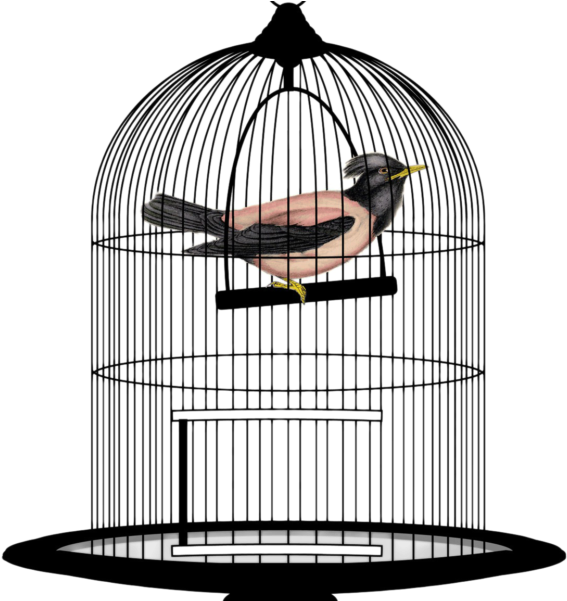 Bird Cage Transparent Image PNG