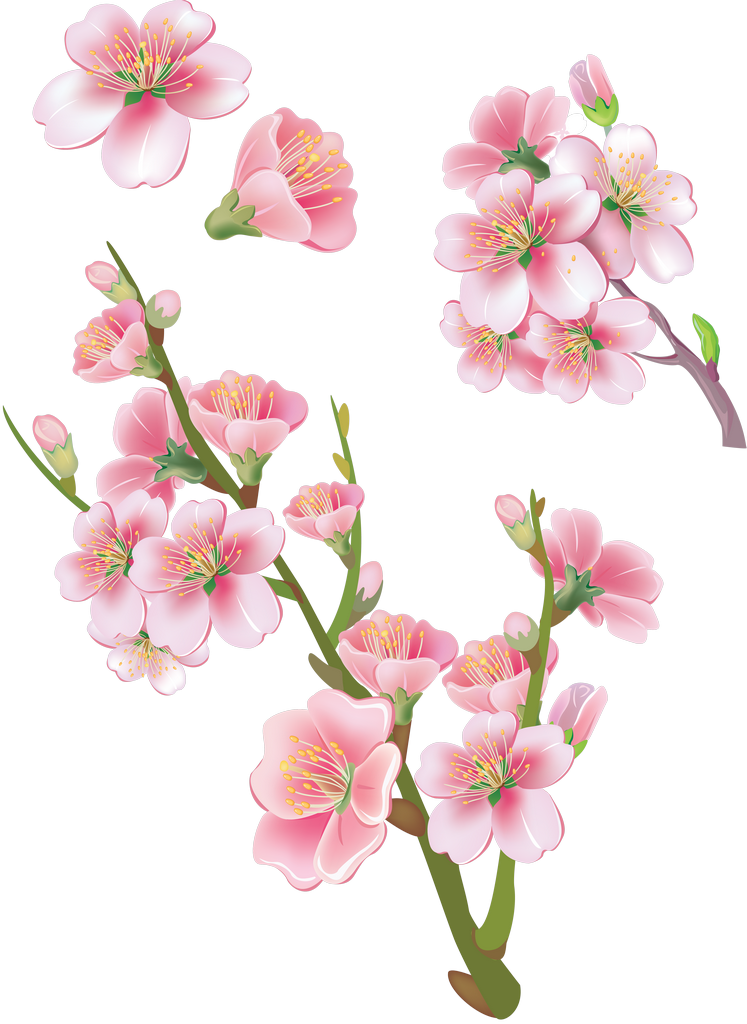 Blossom Background PNG