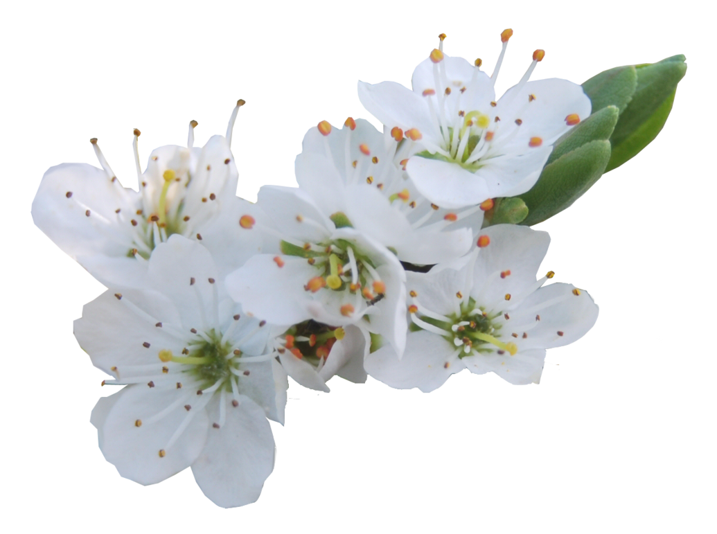 Blossom Download Free PNG