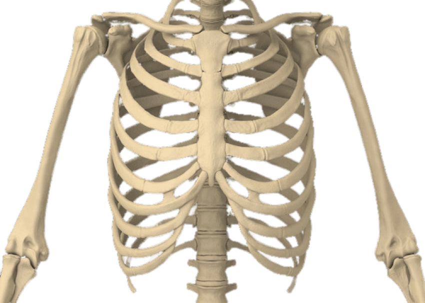 Bones Transparent Images PNG